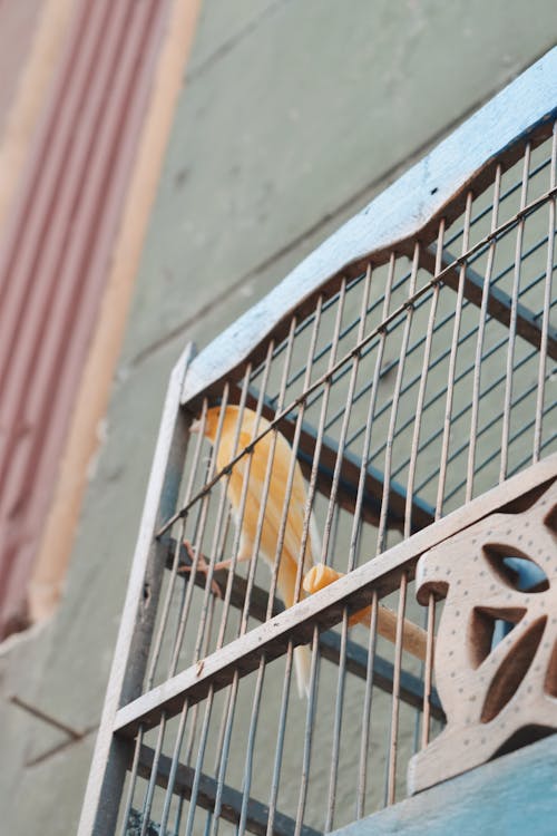 Free stock photo of bird, bird cage, cage