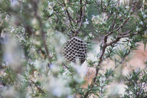 Неглубокий фокус коричневого пчелиного улья на дереве