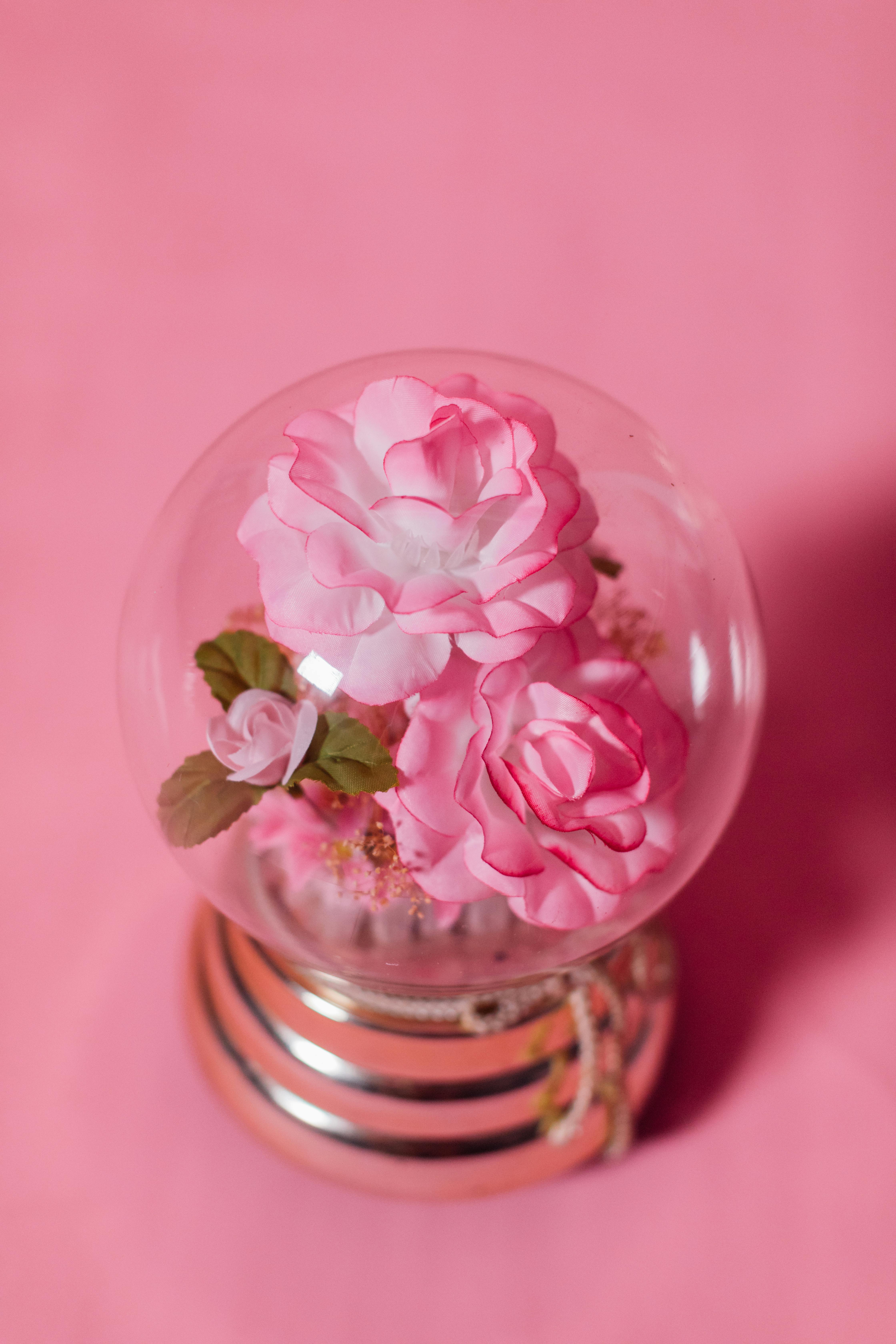Close-up of elegant pink roses in a snow globe against a pink background.