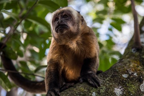 Free Captivating close-up of a capuchin monkey perched on a tree branch in Bolivia's lush forest. Stock Photo