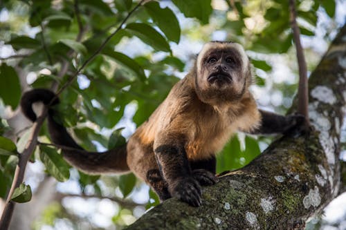 Close-Up Photograph of a Capuchin Monkey on a Tree