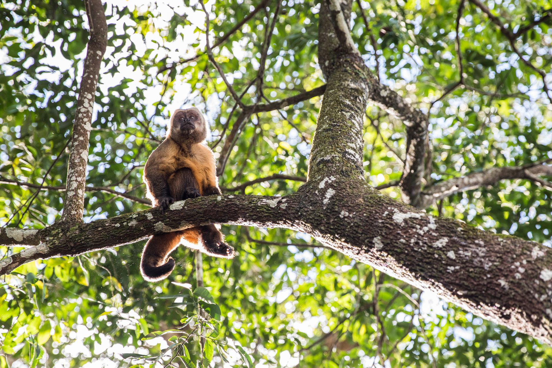 Bolivya'nın Yungas ormanlarında yaşayan yabani kedi tilcayo