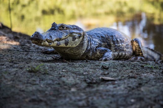 A caiman quietly rests on the shore by the water in Santa Cruz, Bolivia.