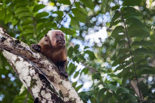Capuchin Monkey Perched on a Tree Branch