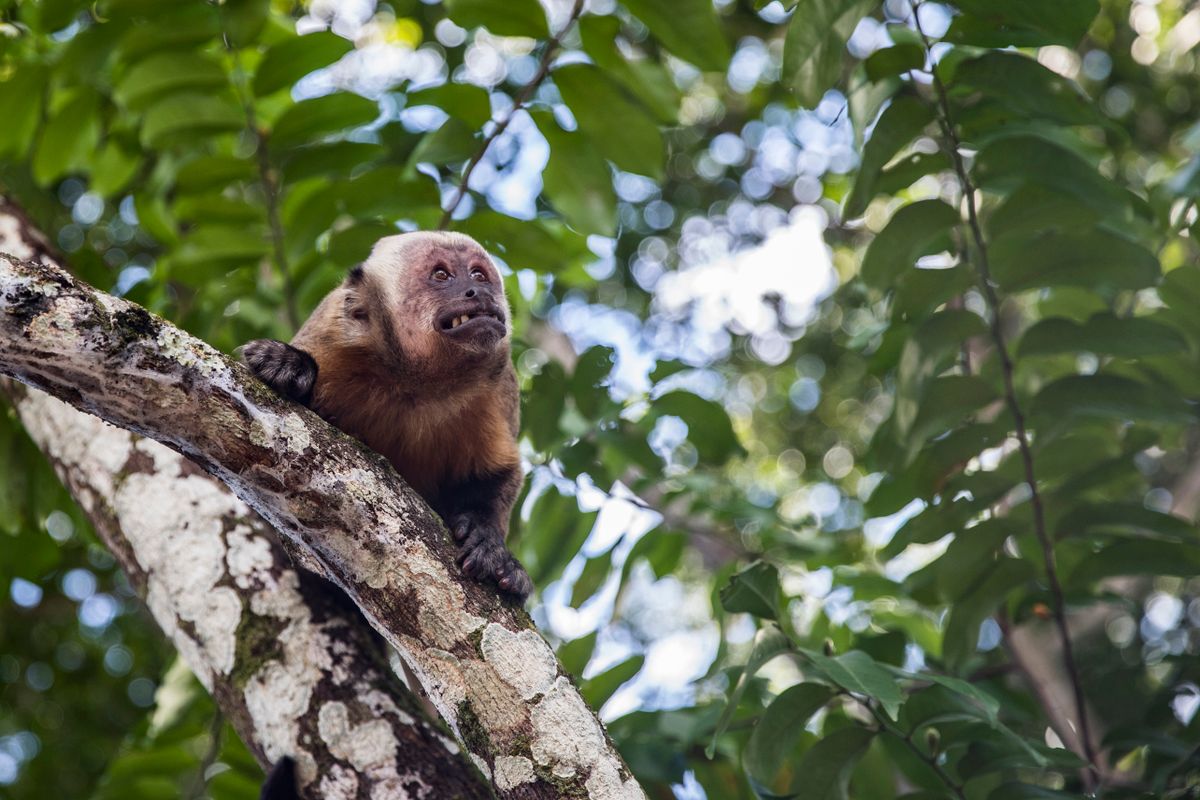 Mono capuchino salvaje posado en una rama de árbol en la exuberante selva tropical de Bolivia.
