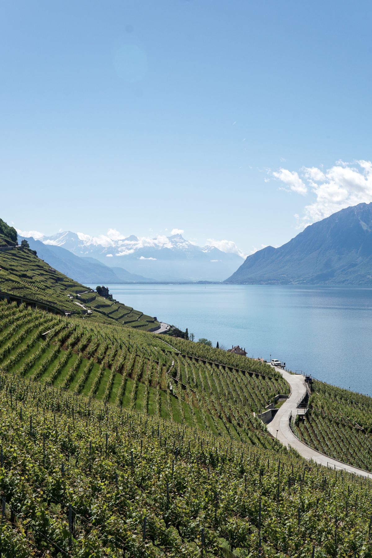 Vignobles en terrasses du Lavaux dominant le lac Léman