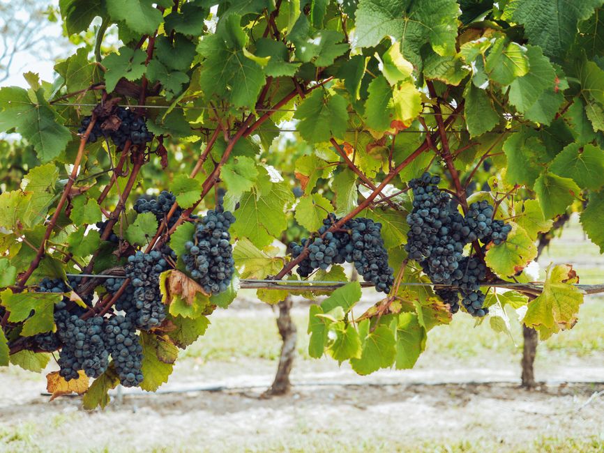 Grapes ripening on vines in a scenic vineyard in New South Wales, showcasing lush greenery.