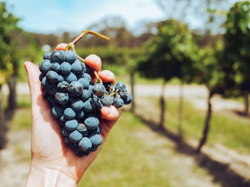 Selective Focus Photograph of a Person's Hand Holding a Cluster of Grapes