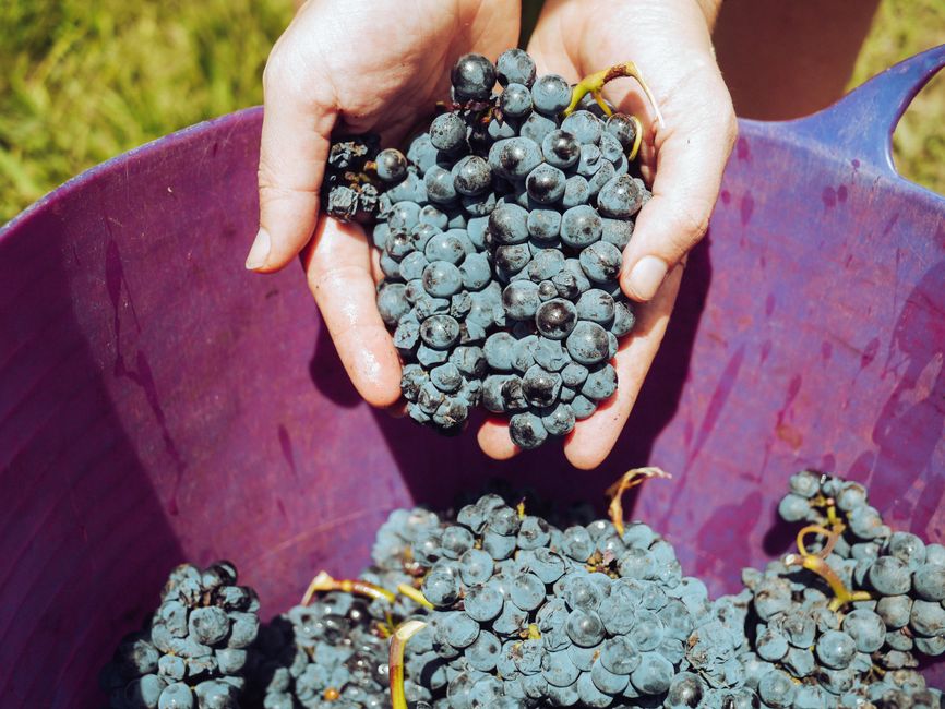 Close-up of hands holding fresh grapes in a vineyard during harvest season.