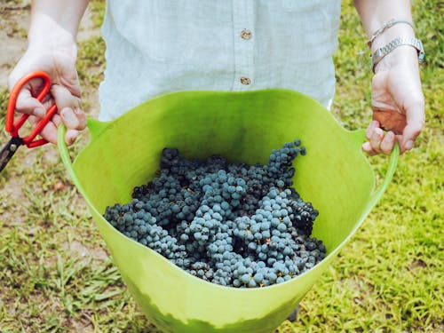 Free Grapes in a Basket Stock Photo