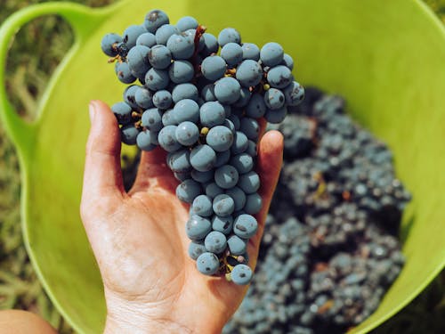 Free Close-Up Shot of a Person Holding Grapes Stock Photo