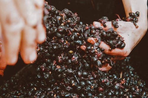 Close up of Hands with Fruit