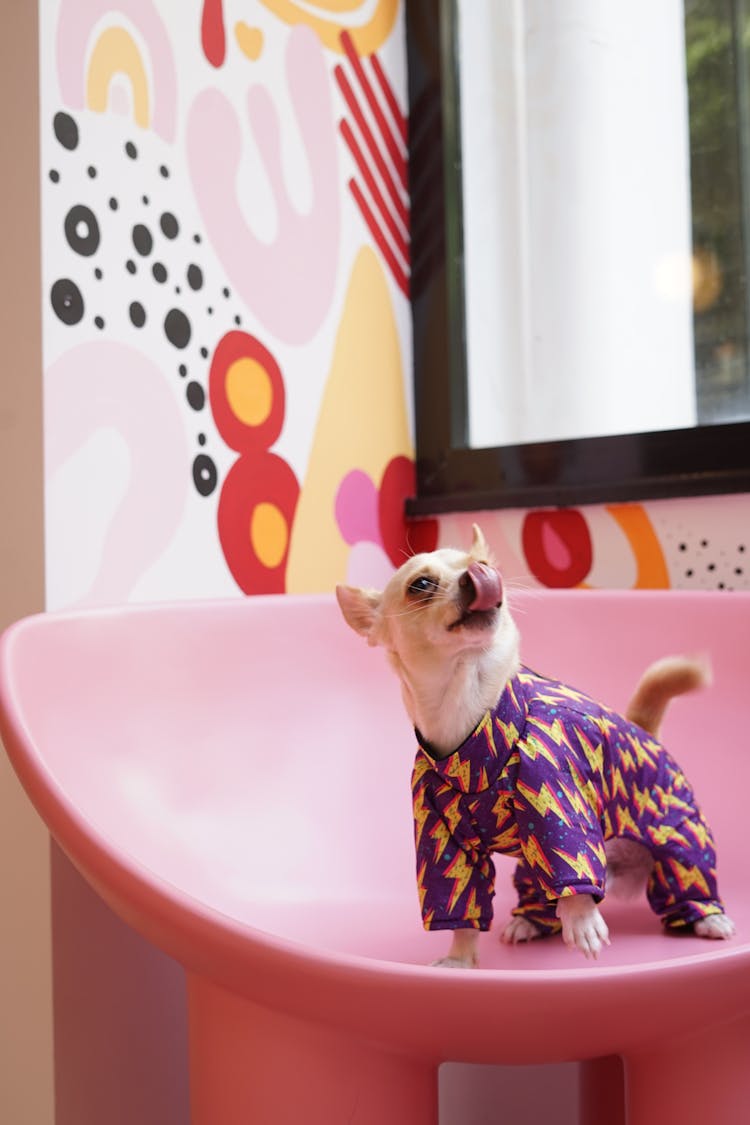 A Dog In Colorful Clothes