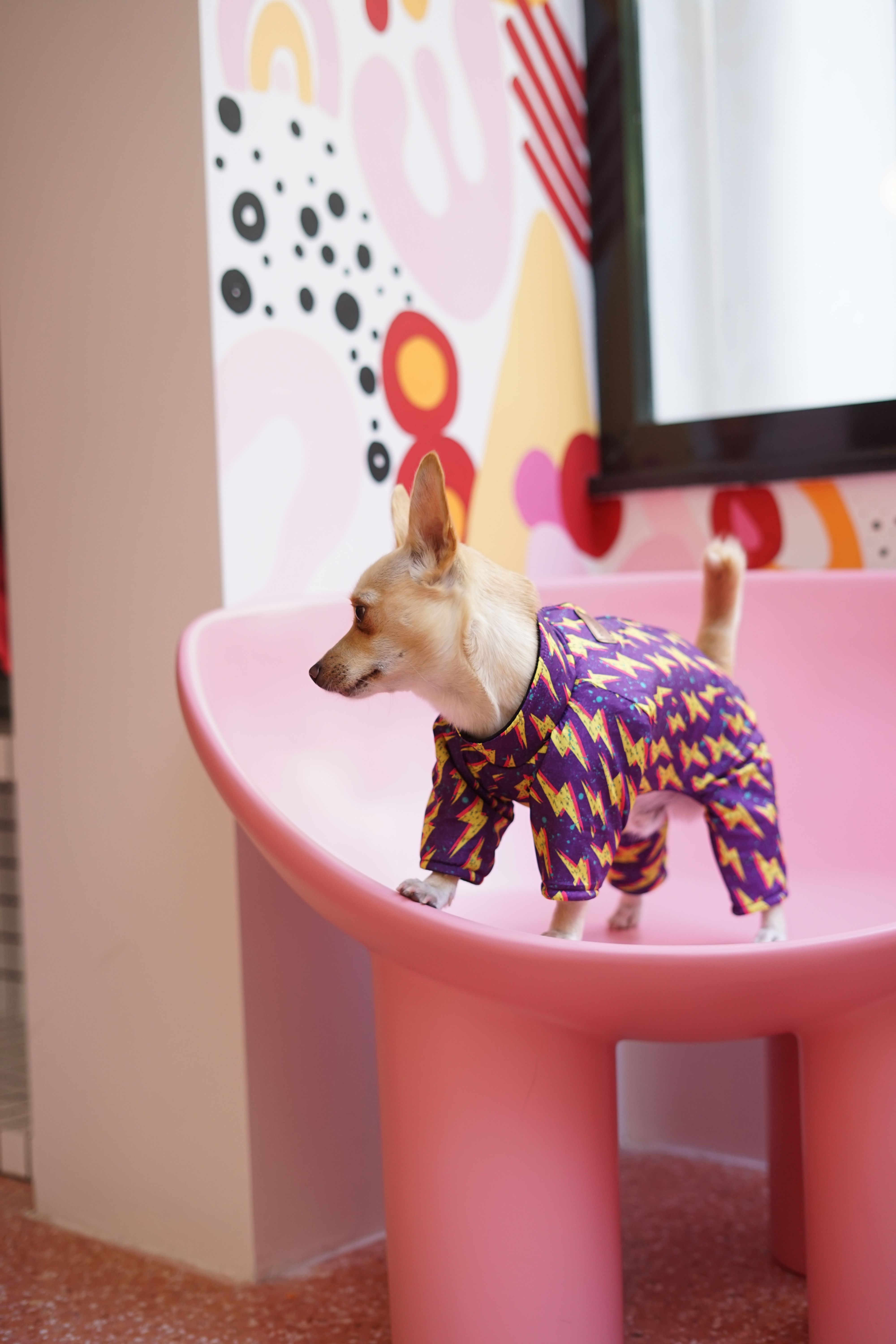 Chihuahua wearing a colorful outfit on a modern pink chair indoors.