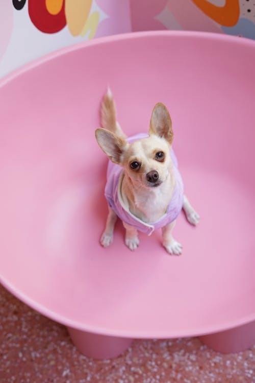 Brown and White Chihuahua on Pink Round Chair
