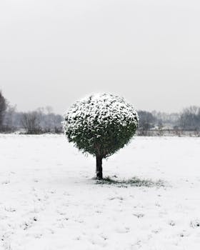 A solitary tree covered in snow stands in a winter landscape in Almere, Netherlands.
