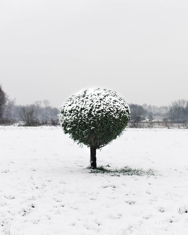 Základová fotografie zdarma na téma bílá, denní světlo, krajina