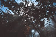 森林中雾霭与阳光交织的戏剧性景色