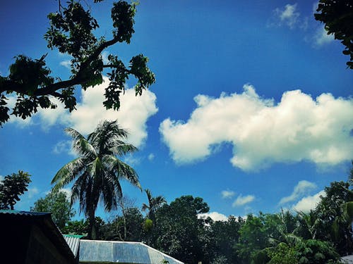 Безкоштовне стокове фото на тему «блакитне небо, гілки дерев, дах»