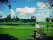 孟加拉国的乡村景观宁静宜人，郁郁葱葱的绿色田野上设有木桥横跨水面