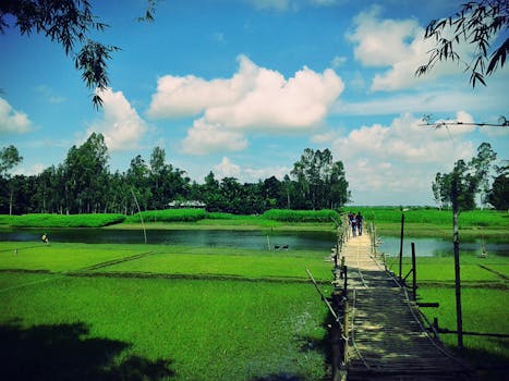 孟加拉国的乡村景观宁静宜人，郁郁葱葱的绿色田野上设有木桥横跨水面