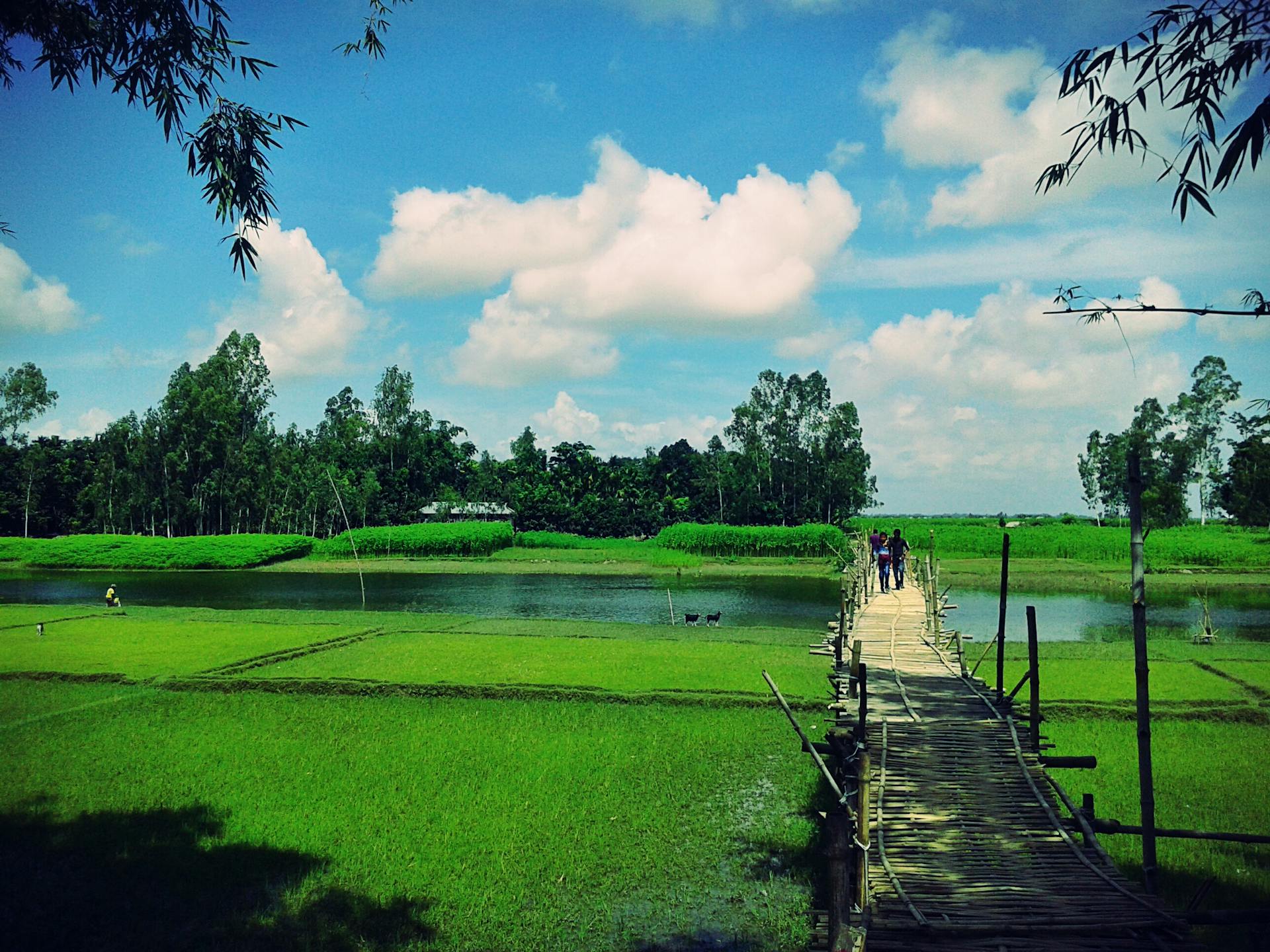 Tranquil rural Bangladesh landscape featuring a wooden bridge over lush green fields and water.