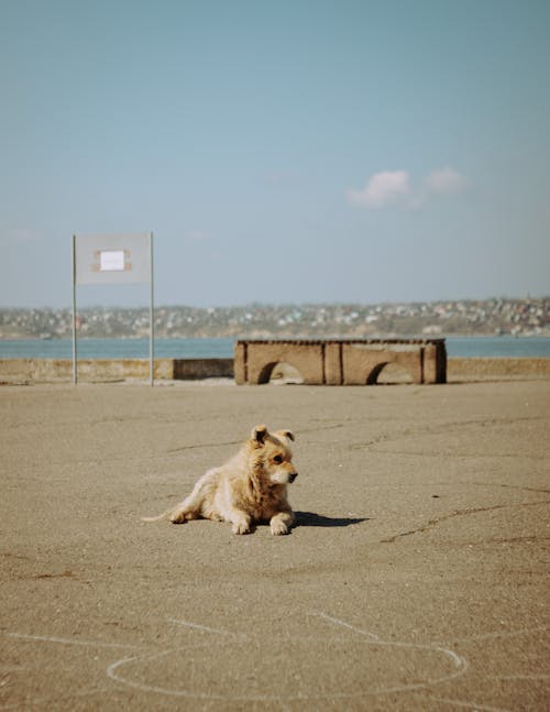 Free Cute mongrel dog lying on asphalt ground on river embankment on sunny day in town Stock Photo