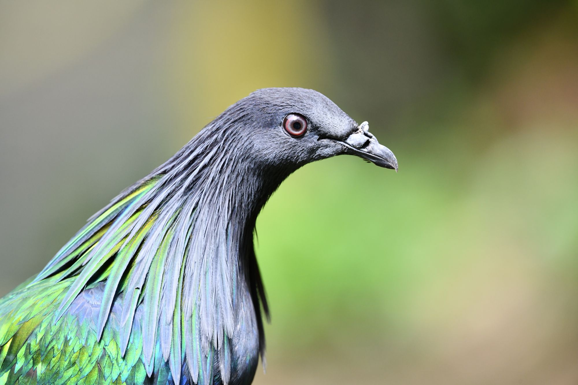 Paloma de Nicobar de plumaje verde iridiscente y cuello con plumas alargadas, posada sobre una rama
