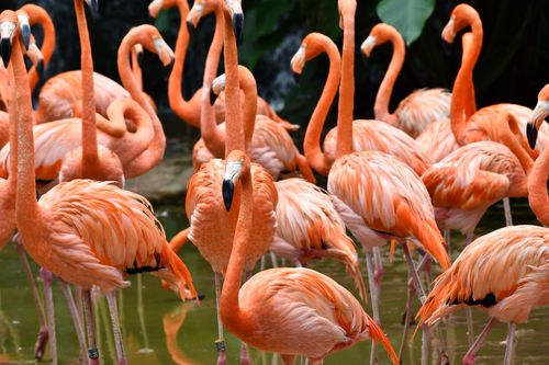 Free A flock of vibrant flamingos standing gracefully in an outdoor pond at a Singapore zoo. Stock Photo