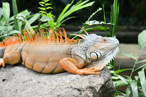 Close Up Shot of an Iguana