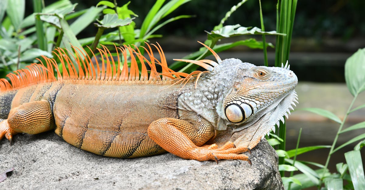 Les Attraits Captivants des Zoos au Royaume-Uni