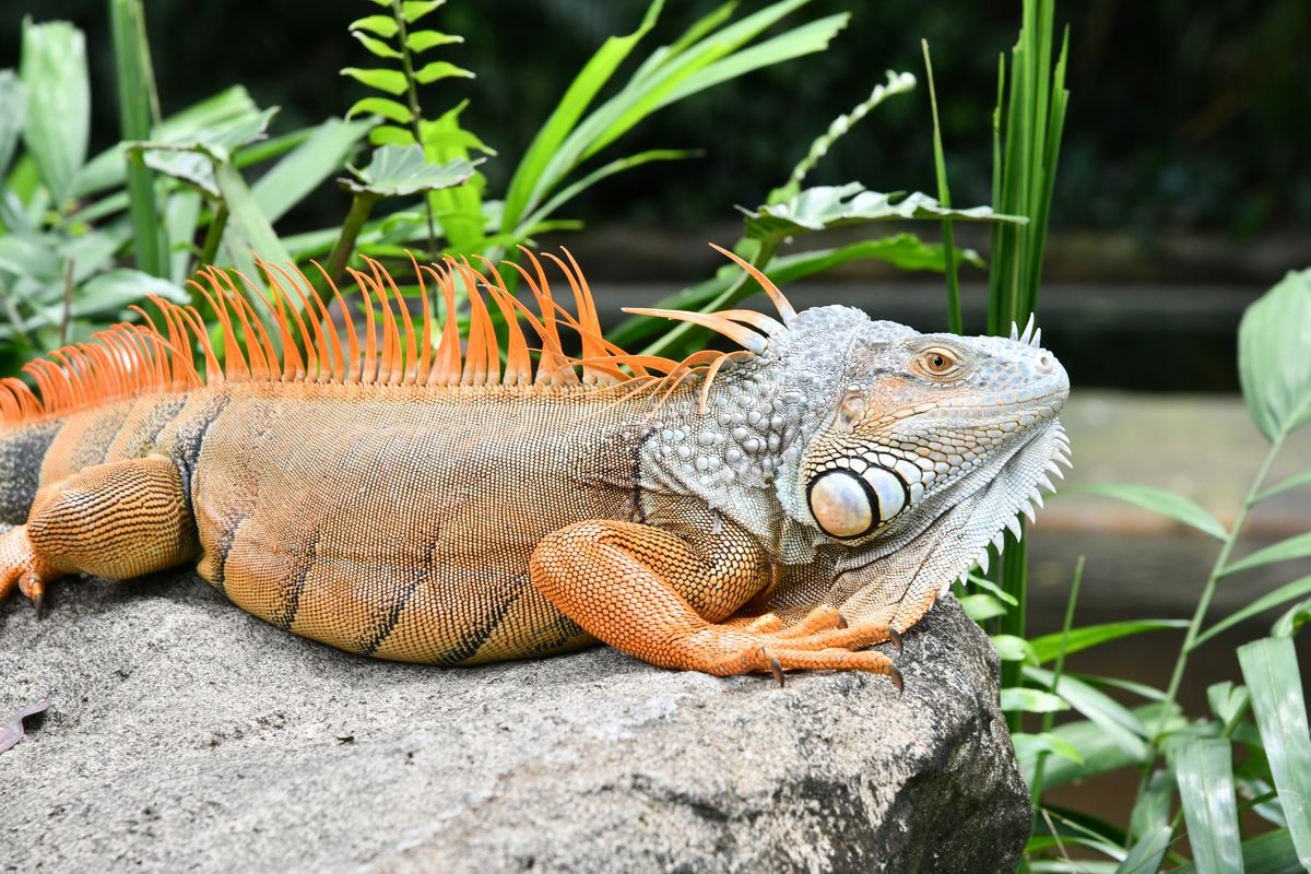 Mandai Wildlife Reserve (Singapore Zoo)