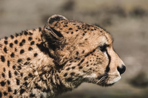Free Detailed side profile of a cheetah, showcasing its spotted fur and focused gaze. Stock Photo
