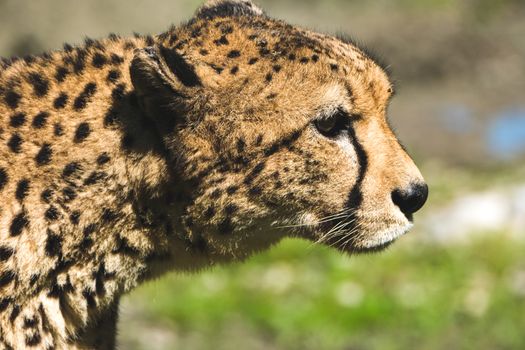 Detailed side profile of a cheetah's face with a blurred background in natural habitat.