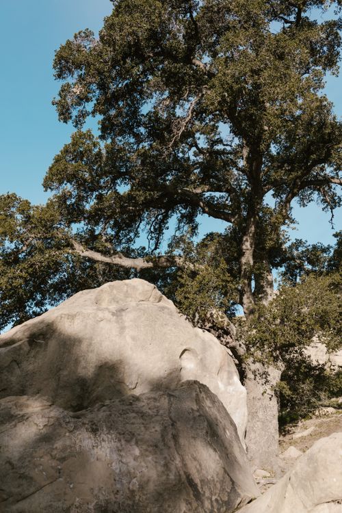 A Tree Beside Big Rock · Free Stock Photo