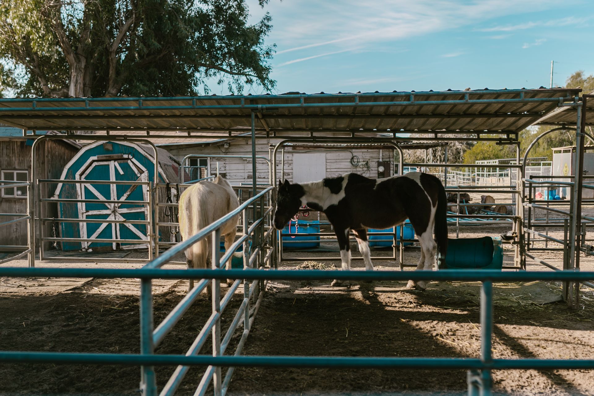 Horses in a Ranch