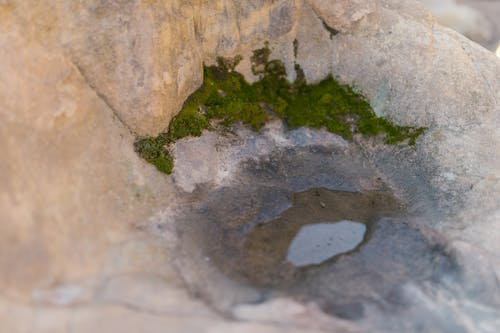 Green Moss on Rock