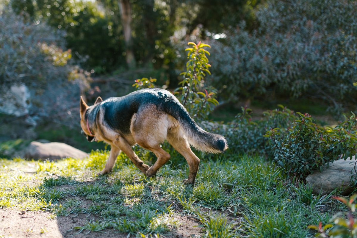 German Shepherd walking through a green residential garden