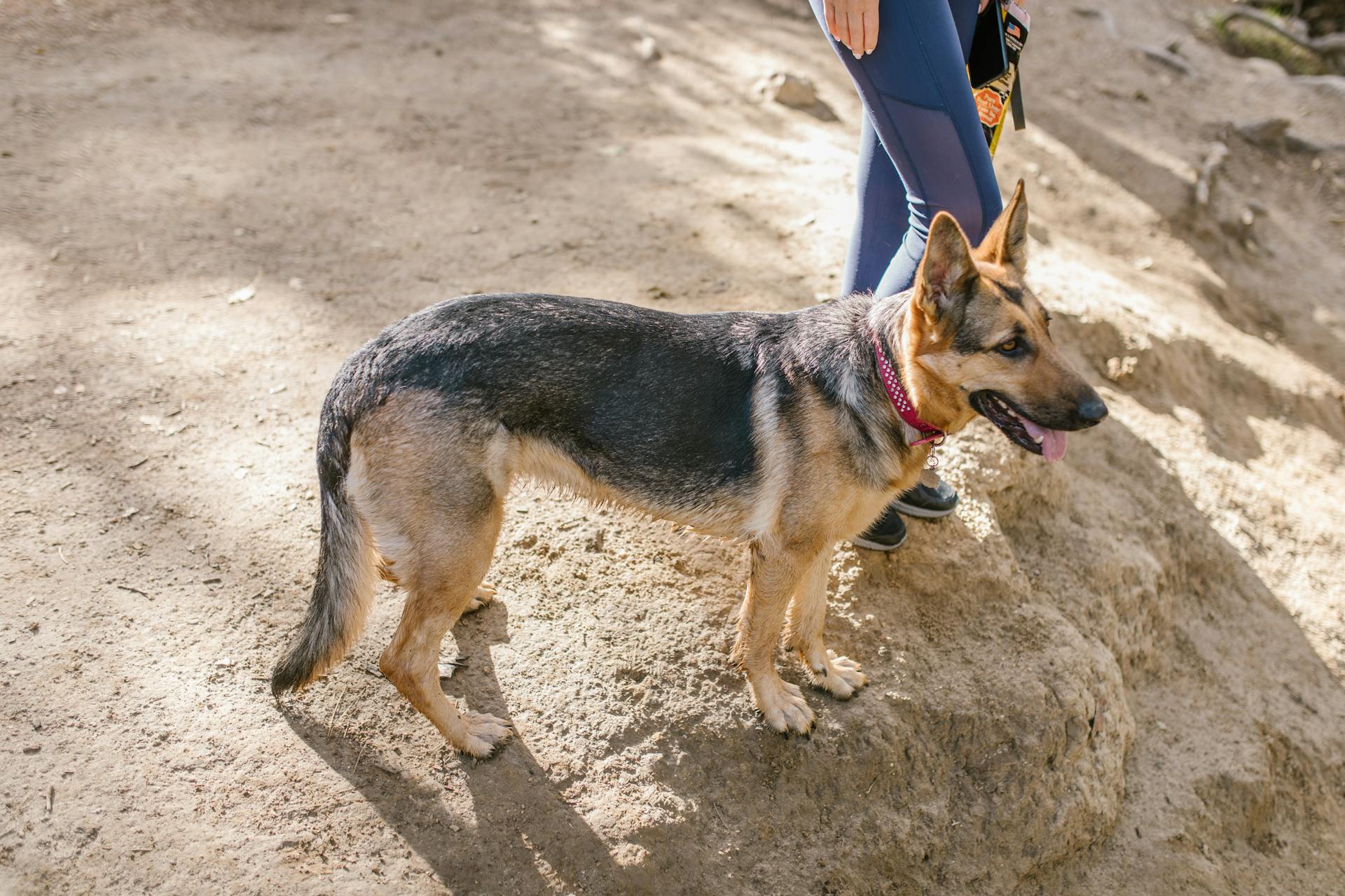 Fotografi av en schäferhund på brun jord