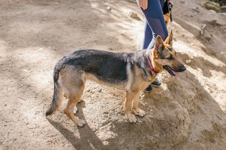 German Shepherd standing beside owner on a dirt hiking path outdoors.