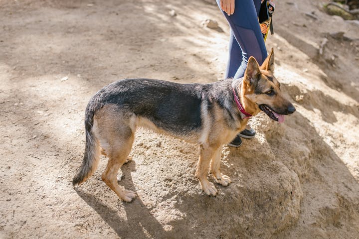 German Shepherd standing beside owner on a dirt hiking path outdoors.