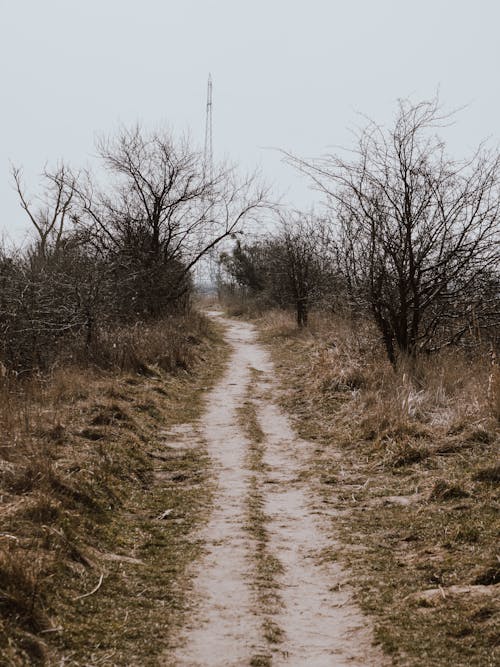 Free stock photo of forest path, forest road, leafless trees Stock Photo