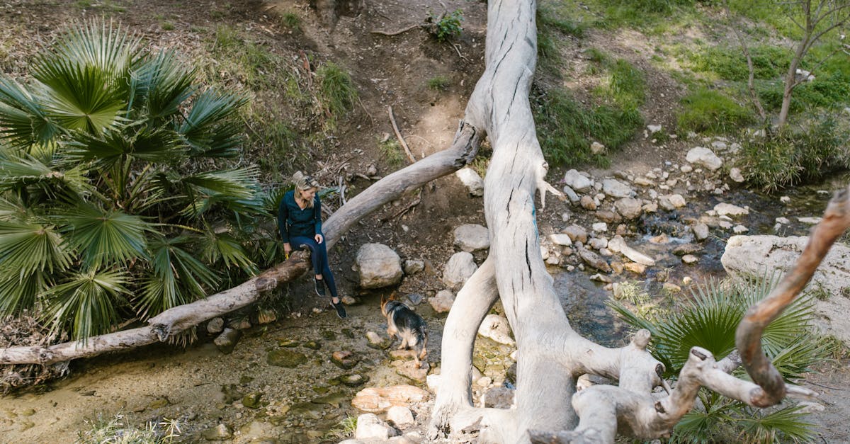 How to plant bamboo trees animal crossing