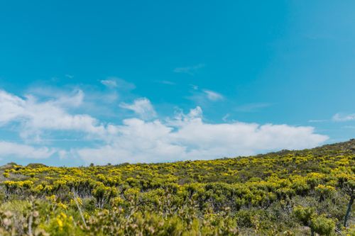 Free A peaceful countryside view featuring vibrant green shrubs under a blue sky. Stock Photo