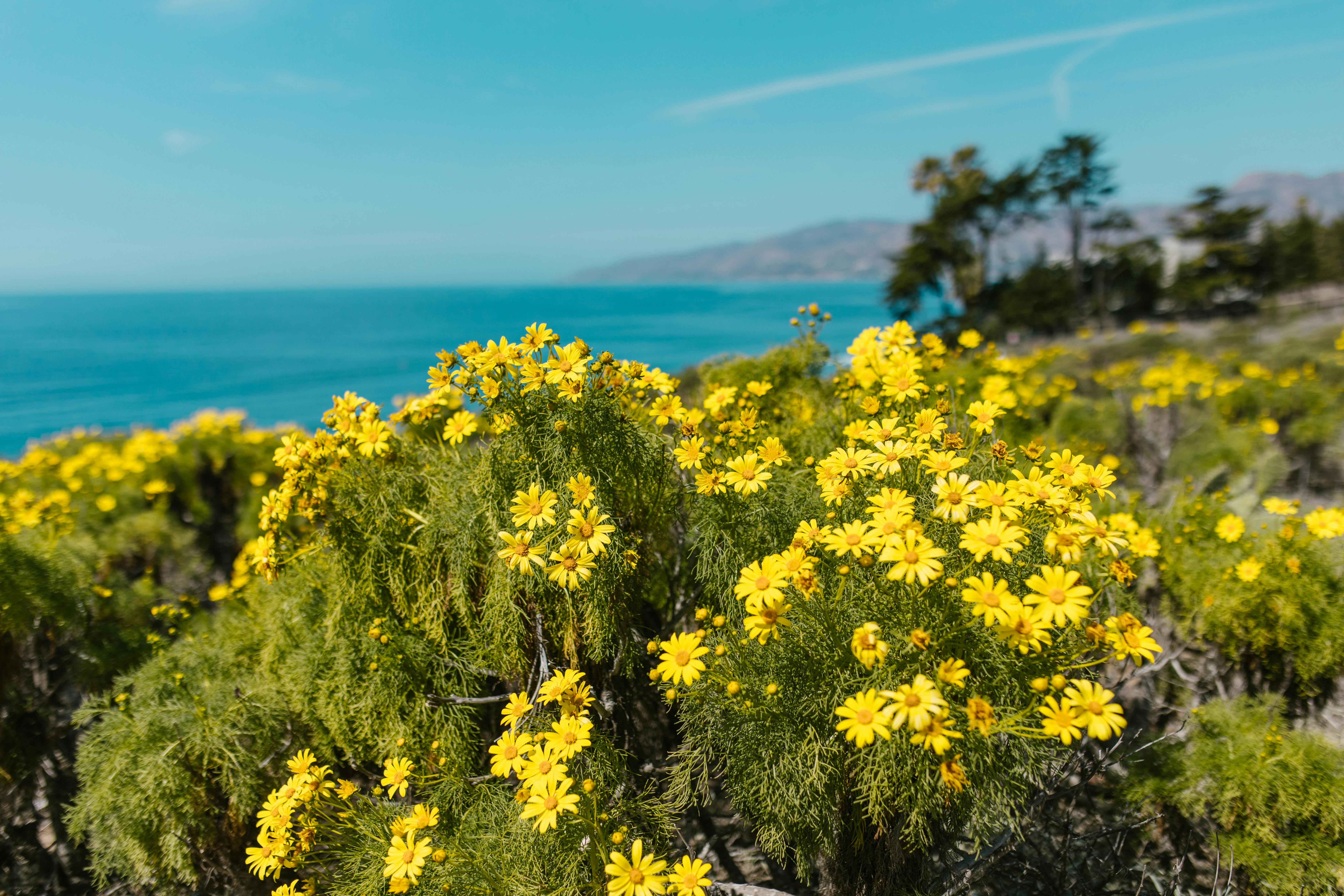 yellow flower field near body of water