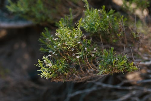 Green Plant on Brown Soil