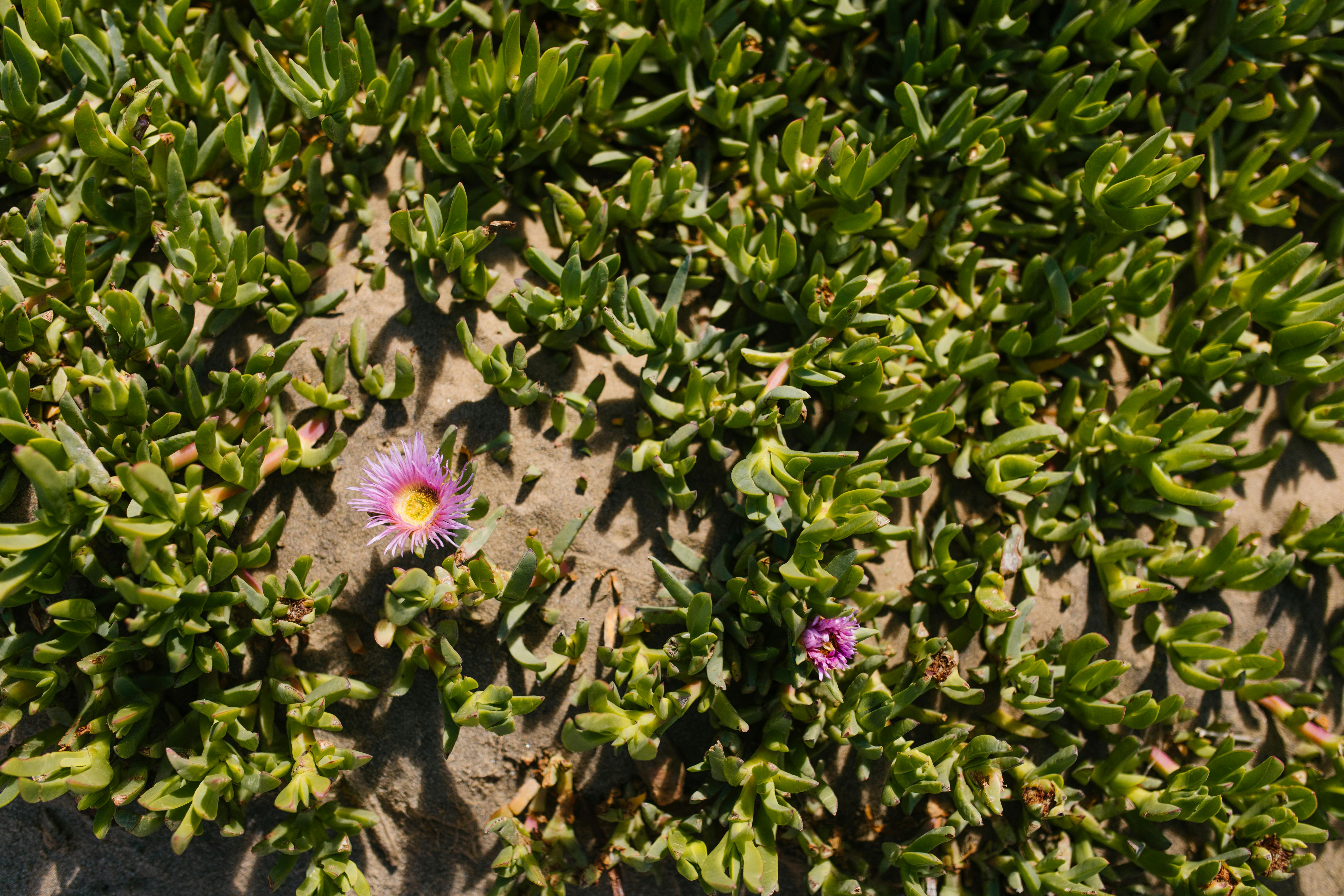 purple and white flower with green leaves