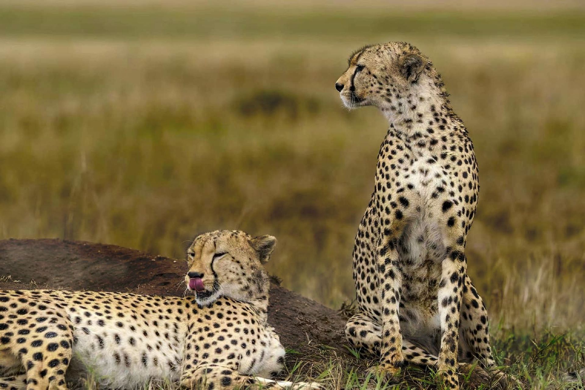 Two majestic cheetahs resting on savannah grass, showcasing their spotted fur and wild beauty.