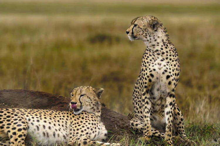 Close Up Of Cheetahs