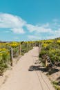 在明亮的天空下，一条风景如画的户外小径两旁排列着鲜艳的黄色花朵